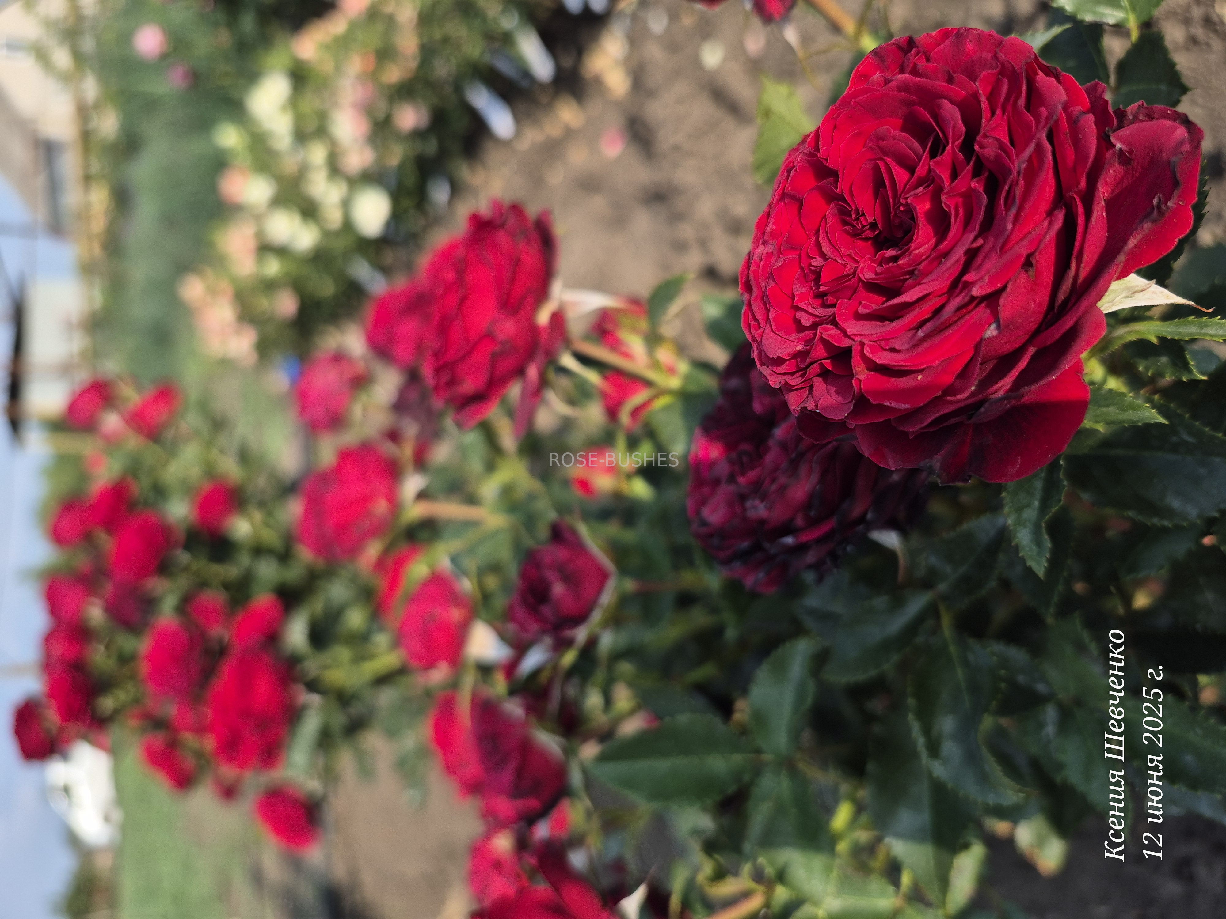 ����� ���. Mayras Red. (��, ����.)